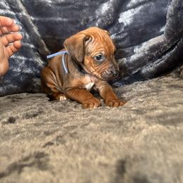 Grey - Rd whtn blk nose female Rhodesian Ridgeback puppy in Ocala, Florida from DogWood Kennels