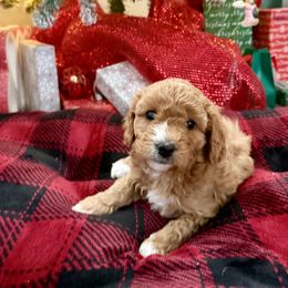 Boy 1 - Apricot male Cavapoo puppy in Nampa,, Idaho from Clig Doodle Days