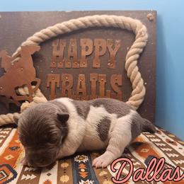 Dallas - White and blue female Rat Terrier puppy in Lynn, Alabama from Cryptic Rat Terriers