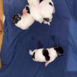 Ruby male 3 - White black and tan male Toy Fox Terrier puppy in Clermont, Florida from Debbie Hiles's Toy Fox Terriers