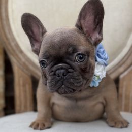 Sprinkle - Blue fawn female French Bulldog puppy in Willis, Texas from Grandiose Frenchies