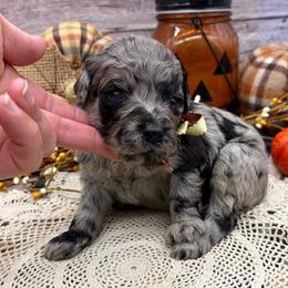 Onyx - Merle male Goldendoodle puppy in Lisbon, Ohio from Willow Lane Doodles