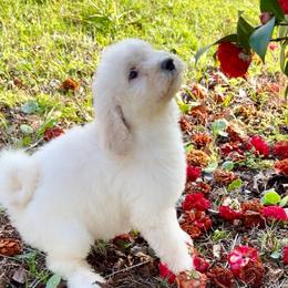 Amy - Cream female Goldendoodle puppy in Pensacola, Florida from Goldendoodles Love You in Pensacola Friend Edition