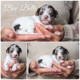 Boo Belle - Merle female Goldendoodle puppy in Woodruff, South Carolina from Crooked Creek Doodles and Poodles