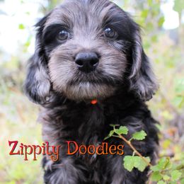 Pegasus - Merle male Goldendoodle puppy in Golden, Colorado from Zippity Doodles