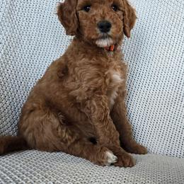 Polly - Red  female Goldendoodle puppy in Galt, Missouri from Only Doodles!