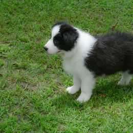 Border Collie Puppies from Shorewind Border Collies
