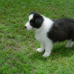 Border Collie Puppies from Shorewind Border Collies