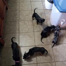 Dachshund Puppies from White River Valley Kennel