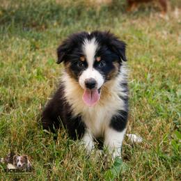 BTM 1 - Black tri-color male Australian Shepherd puppy in Rutledge, Tennessee from Kicking K Australian Shepherds