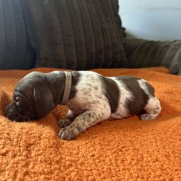 Grey Collar - Liver and white male German Shorthaired Pointer puppy in Covington, Georgia from Peters Built Pointers