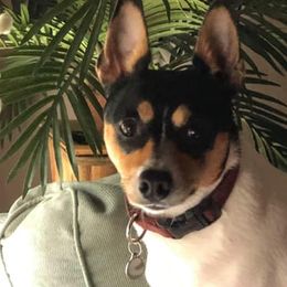 Rat Terriers from Fire Mountain North Rat Terriers