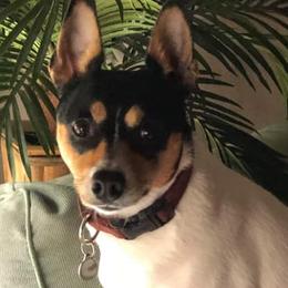 Rat Terriers from Fire Mountain North Rat Terriers