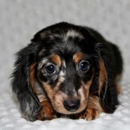 Carly - Dapple female Dachshund puppy in Paris, Texas from Kuttin’ Up Mini Aussies