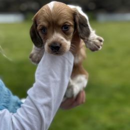Yoshi - Piebald male Dachshund puppy in Bonney Lake, Washington from HP Dachs
