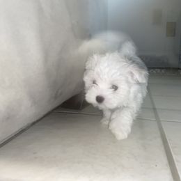 Maltese Puppies from Babes Babies
