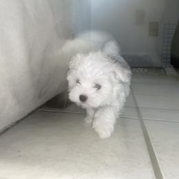 Maltese Puppies from Babes Babies