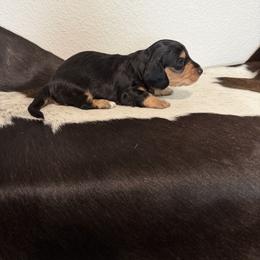 Boy 2 - Black and cream male Dachshund puppy in Kersey, Colorado from Ranchin Doxies