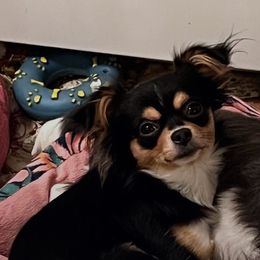 Gomez - Chihuahua