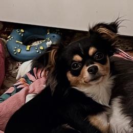 Gomez - Chihuahua