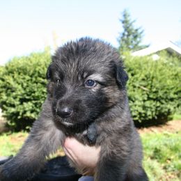 Shiloh Shepherd Puppies from Solace Shilohs