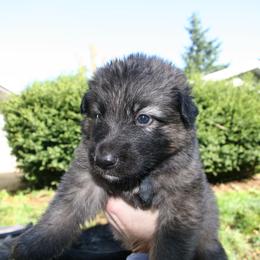 Shiloh Shepherd Puppies from Solace Shilohs