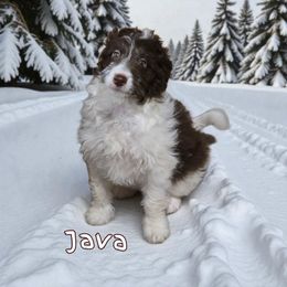 Java - Brown and white female Aussiedoodle puppy in Lebanon, Oregon from Abbott Family Farm