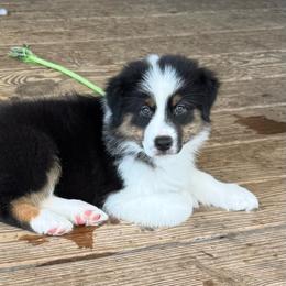 Vegas- Hot Pink Girl - Black tri-color female Australian Shepherd puppy in Victoria, Texas from Rocking Diamond/Point Break