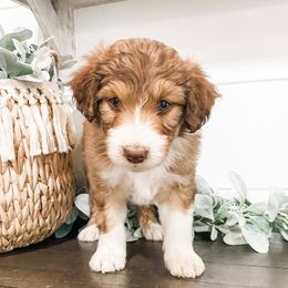 Aussiedoodles, Goldendoodles, Poodles, Saint Berdoodles, Saint Bernards, and Sheepadoodles from Rocky Ridge Ranch