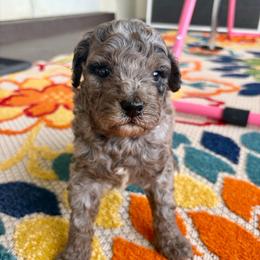 Chai - Merle female Goldendoodle puppy in Brooksville, Florida from Spring Prairie Doodles