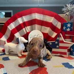 Ozzie - Fawn (isabella) and cream male Dachshund puppy in Hudson, Michigan from Mittentail Kennel Miniature Dachshunds & Australian Shepherds