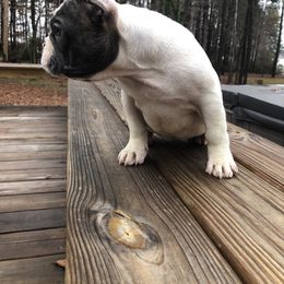 Blue Pied Girl 💖 - French Bulldog puppy in Charlotte, North Carolina from French Blu’s