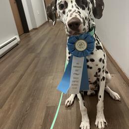 Dalmatian All Grown Up from Rosais Acres LLC
