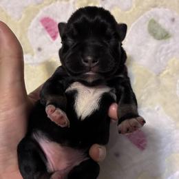Erin - Black and silver female Miniature Schnauzer puppy in Hedgesville, West Virginia from Clay Hill Kennels