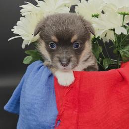 Quiver(Brookie) - Blue female Pembroke Welsh Corgi puppy in Dickeyville, Wisconsin from J&R Shepherds & Corgis