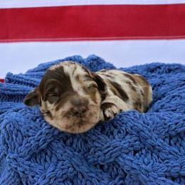 Franklin - Merle male Goldendoodle puppy in Nashville, Tennessee from Hilton Doodles