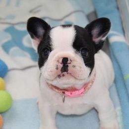 French Bulldog Puppies from SnortVille Bullies