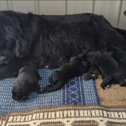 Newfoundland Black Male 1 - Black male Newfoundland puppy in Burfordville, Missouri from Umfleet Farms