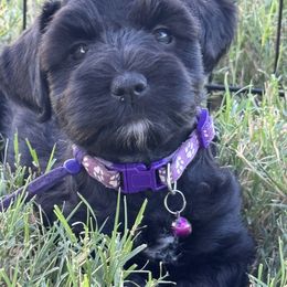 Border Collie and Miniature Schnauzer Puppies from Circle R Sidney