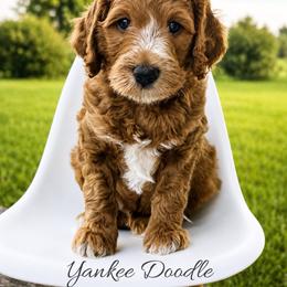 Yankee Doodle - Red  male Goldendoodle puppy in State Road, North Carolina from Must Love Doodles