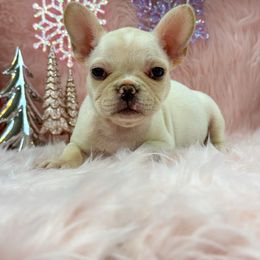 Ivory - Cream female French Bulldog puppy in Tulsa, Oklahoma from EvergreenEliteKennel