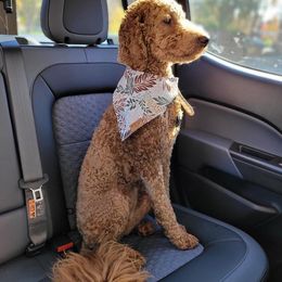 Bernedoodle and Goldendoodle All Grown Up from Rose canyon doodles