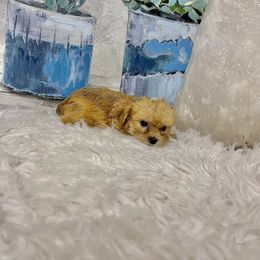 Morkie Puppies from Smart Farms