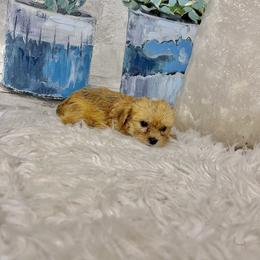 Morkie Puppies from Smart Farms