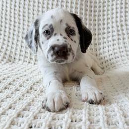 Brian - LUA liver long coat - White and liver brown male Dalmatian puppy in Jefferson, Georgia from Spotted Jewels Dalmatians