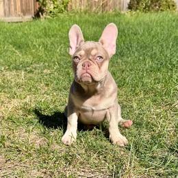 Ivy - Tricolors female French Bulldog puppy in Colorado Springs, Colorado from Sun Mountain Frenchies