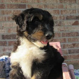 Aussiedoodle, Australian Shepherd, and Poodle Puppies from Kay Kay's Pupper Patch