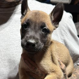 Boy2 - Gold brindle male Dutch Shepherd puppy in Watertown, Connecticut from APACHE CANINE