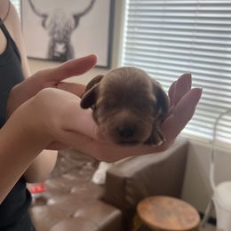 Ida - Red female Cavapoo puppy in Glendale, Arizona from Dashing Dogs