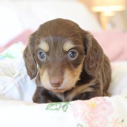 Girly - Chocolate and cream female Dachshund puppy in Laurel, Mississippi from Kissinger Dachshunds